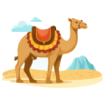 Camel ride